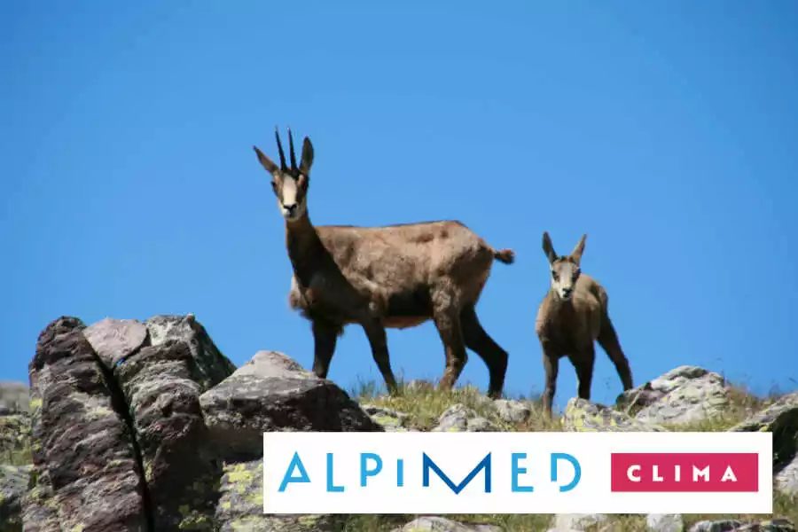 Alpimed CLIMA